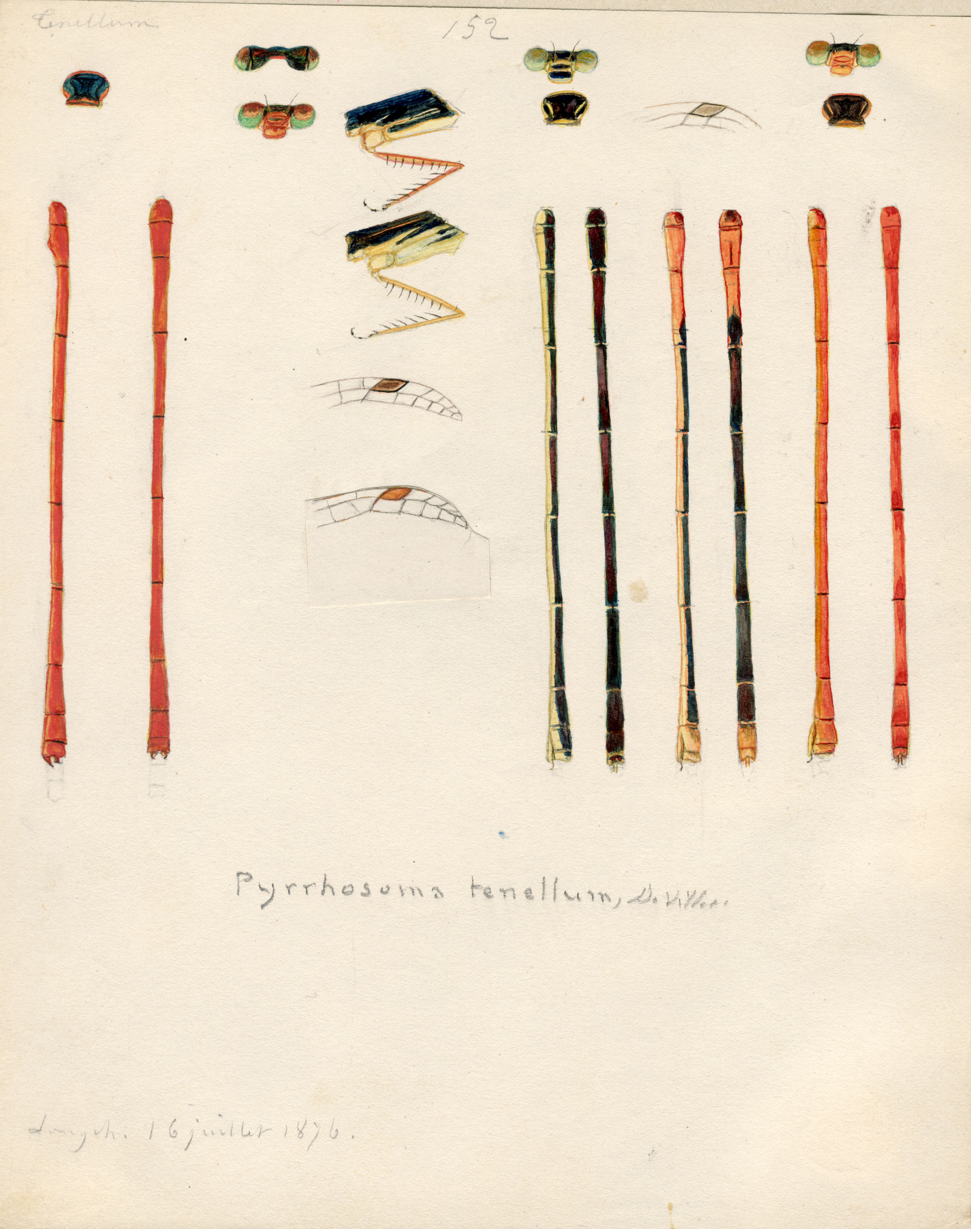 Pyrrhosoma tenellum.jpg