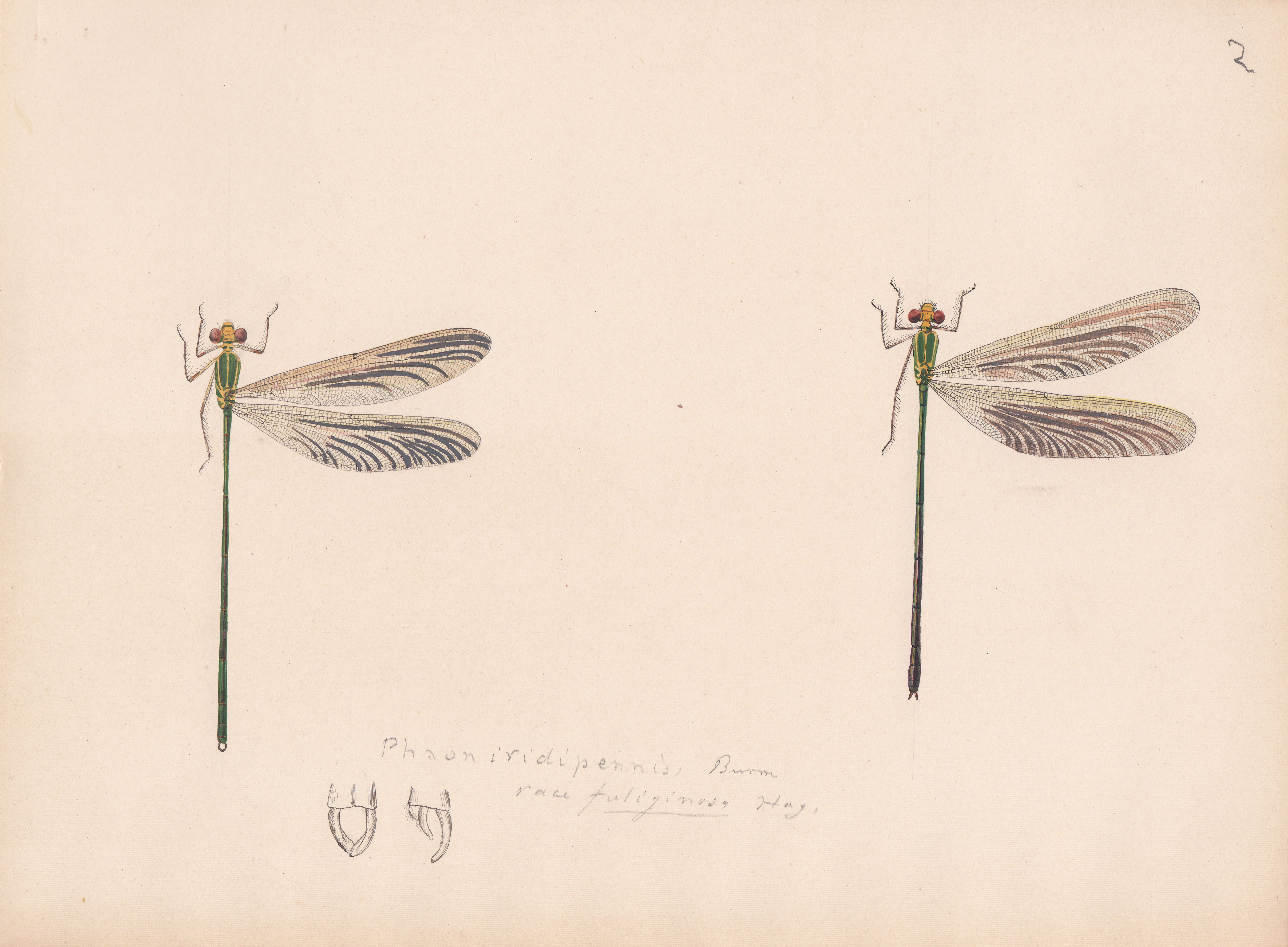 Phaon iridipennis variety fuliginosa.jpg