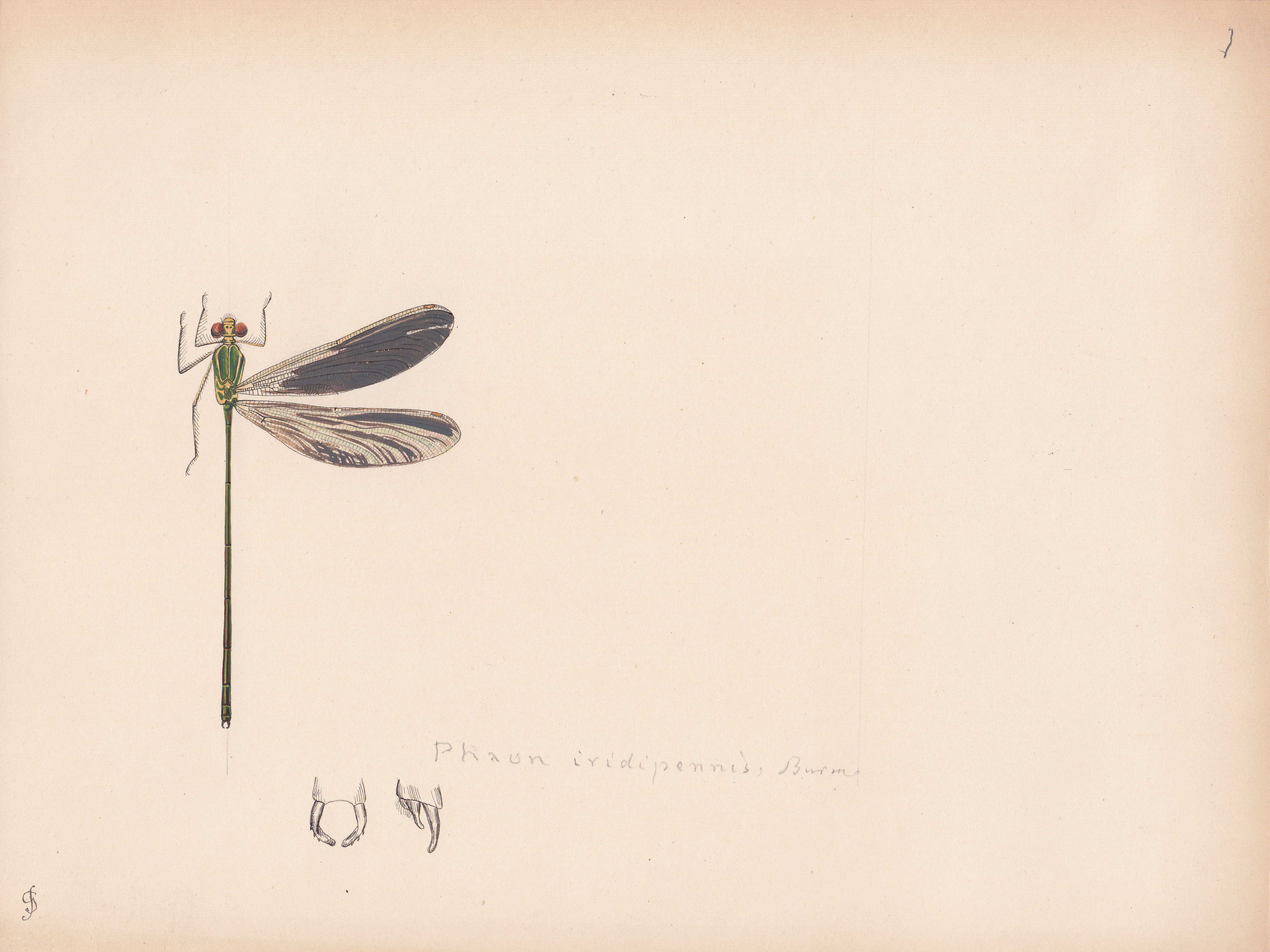 Phaon iridipennis.jpg