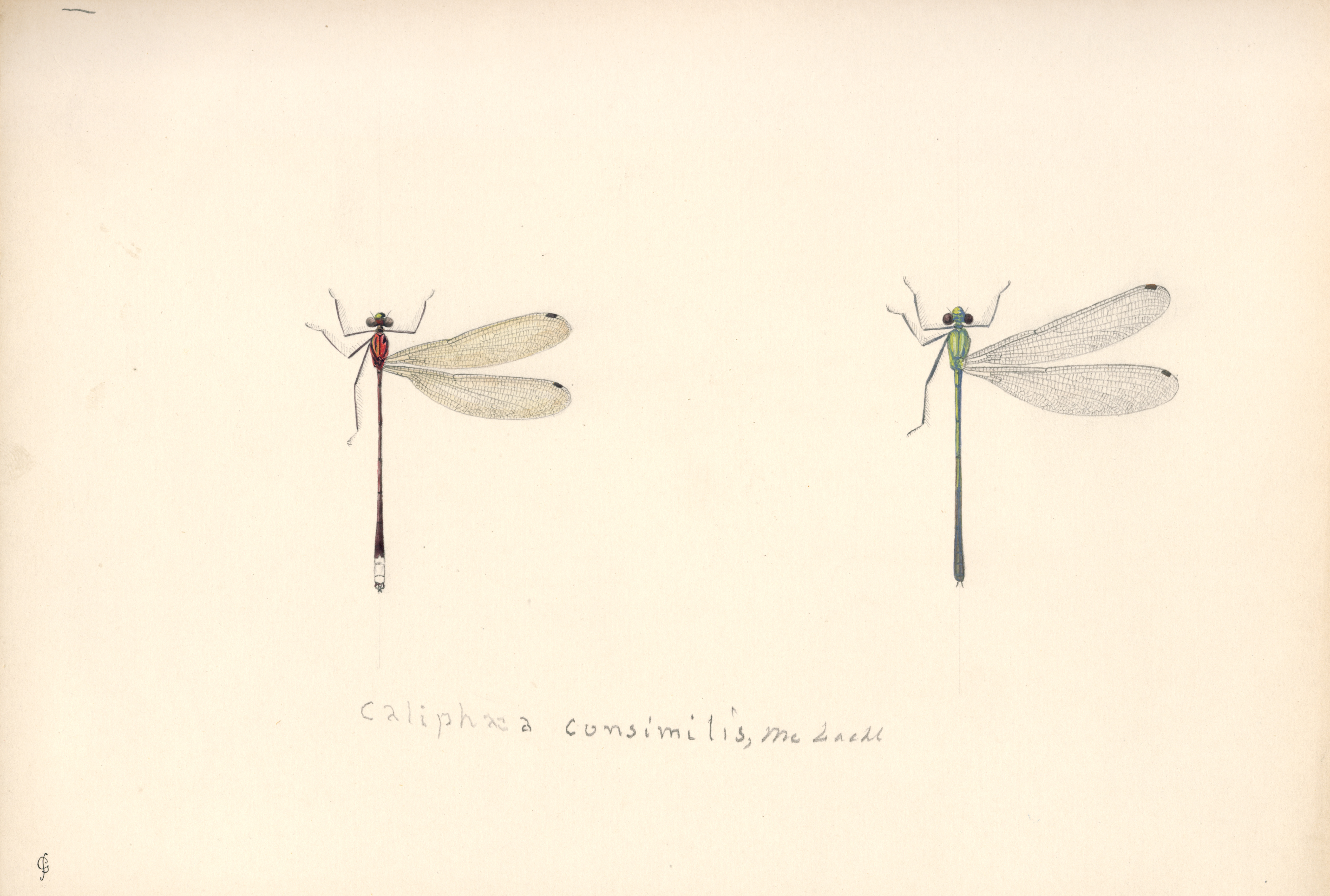 Caliphaea consimilis.jpg