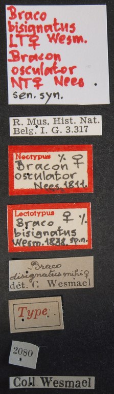 Braco bisignatus lct Lb.JPG