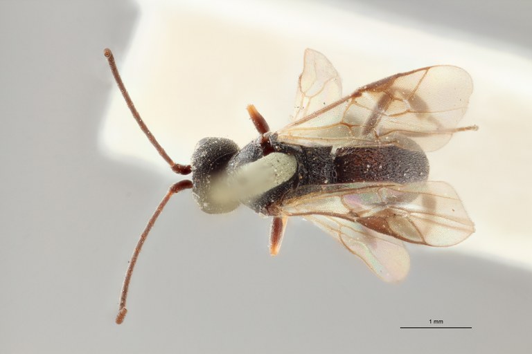 Ascogaster quadridentatus var. 1 lct D ZS PMax.jpg