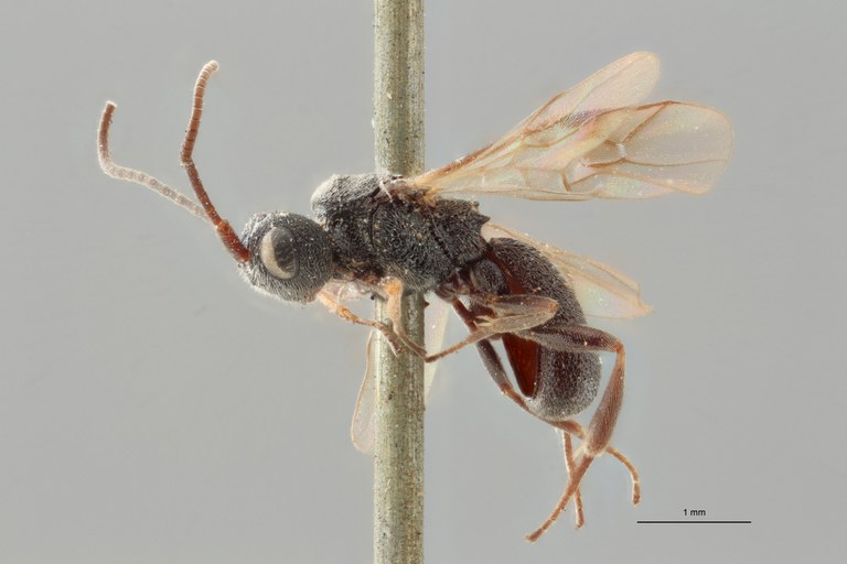 Ascogaster quadridentatus var. 1 lct L ZS PMax.jpg