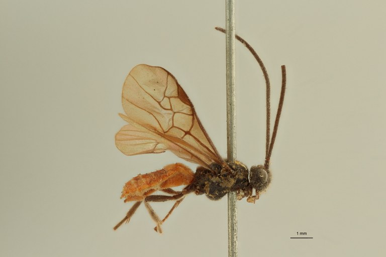 Proterops nigripennis et L ZS PMax Scaled.jpeg