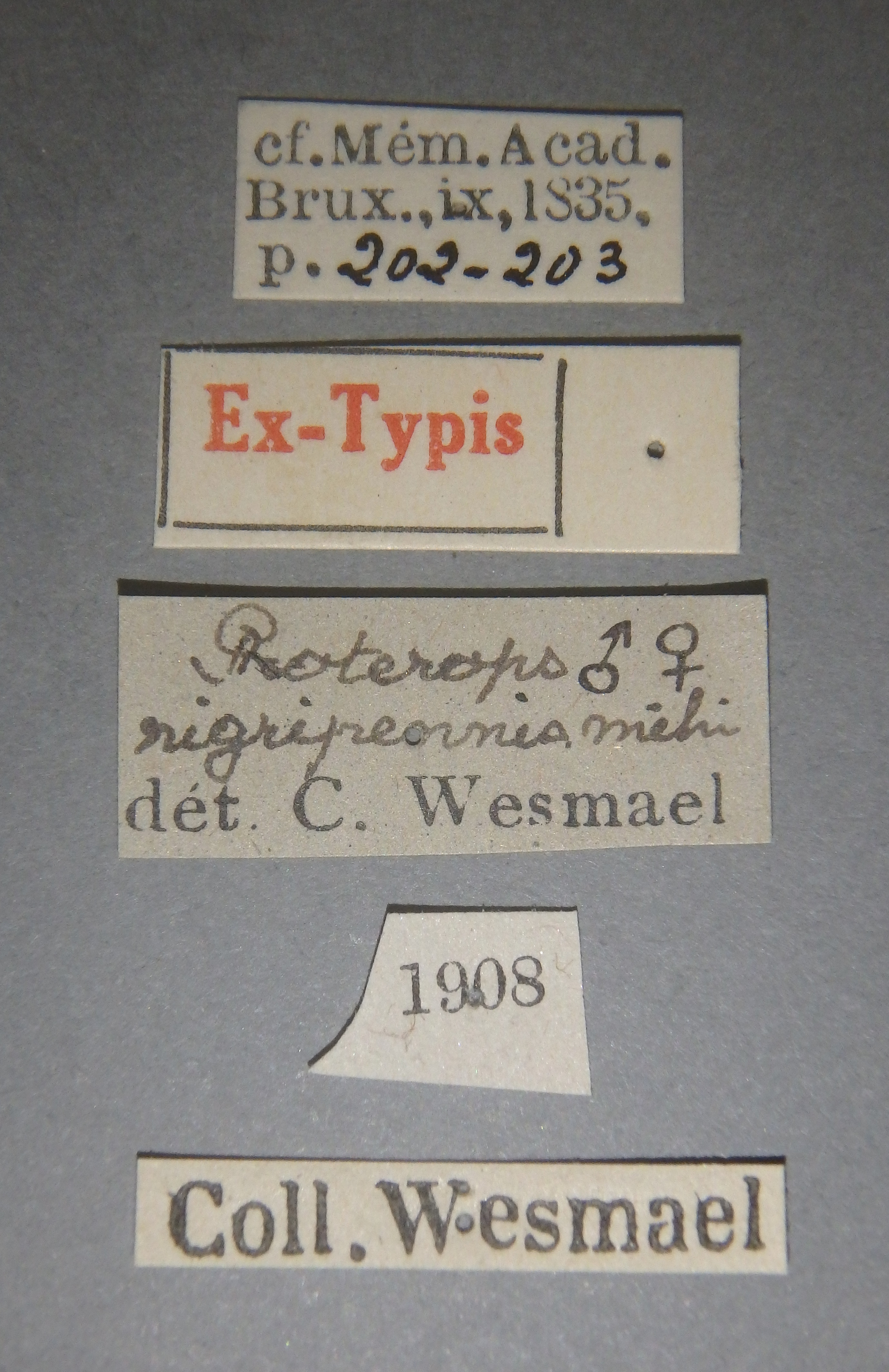 Proterops nigripennis et Lb.jpg