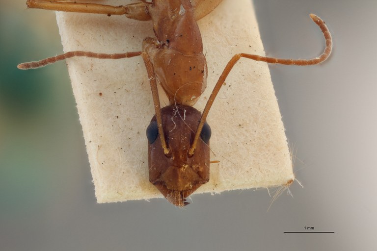 B023 Camponotus lichtensteini Frontal ZS PMax.jpg