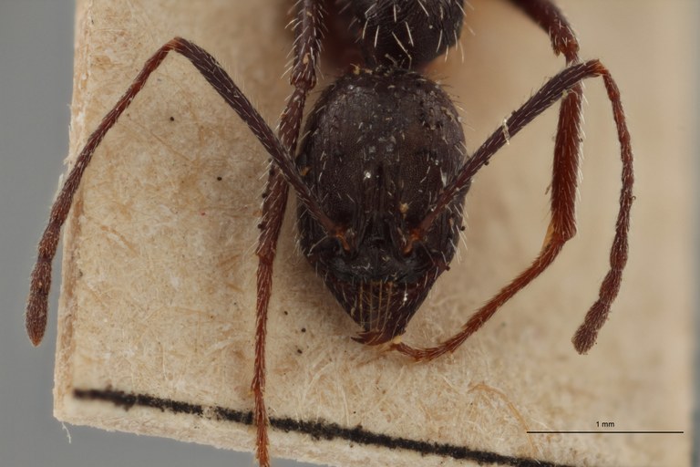 B045 Aphaenogaster testaceopilosa var. spinosa Frontal ZS PMax.jpg