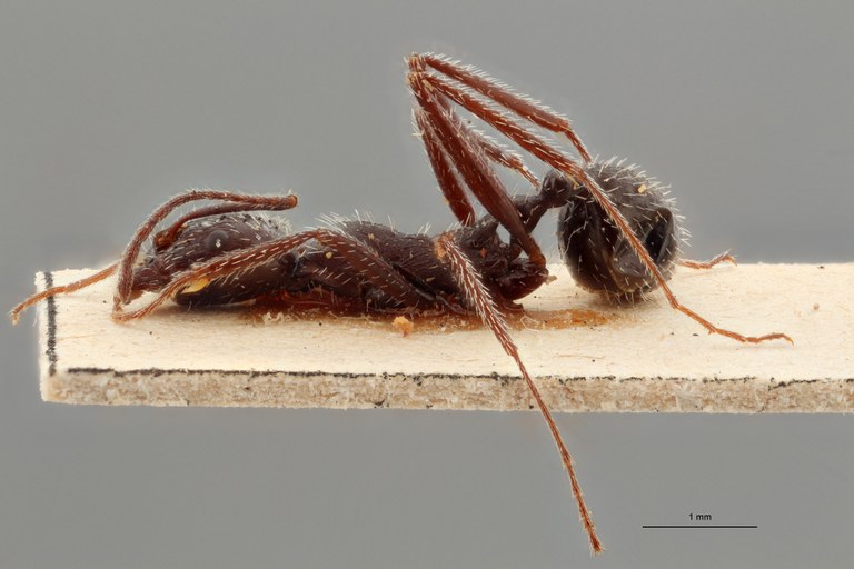 B045 Aphaenogaster testaceopilosa var. spinosa Lateral ZS PMax.jpg