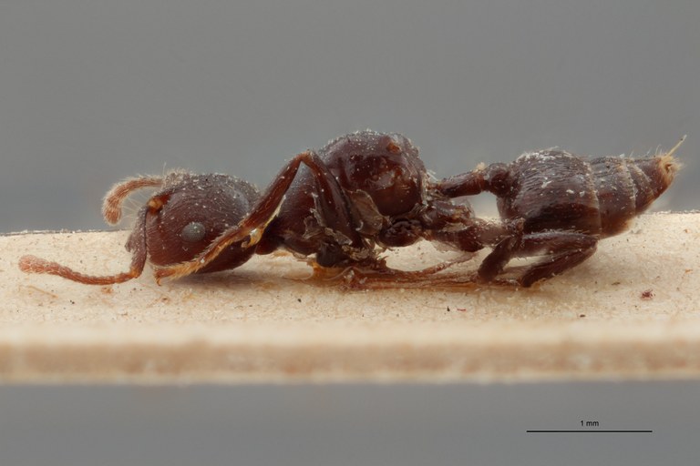 TYPFORM038 Crematogaster physothorax Lateral ZS PMax.jpg