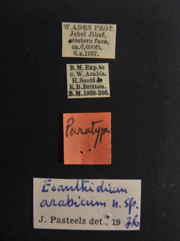 Eoanthidium arabicum pt Labels.JPG