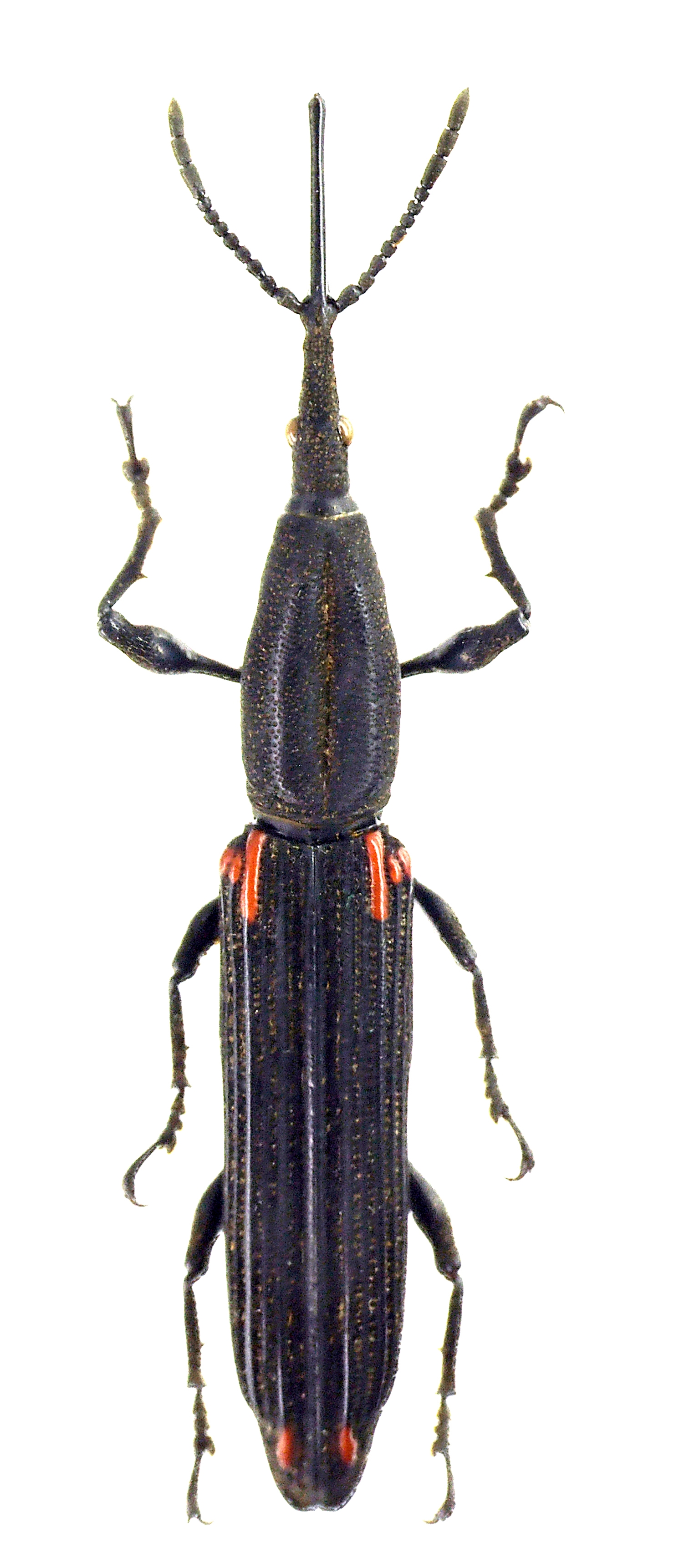 Zetophloeus pugionatus 59576cz81.jpg
