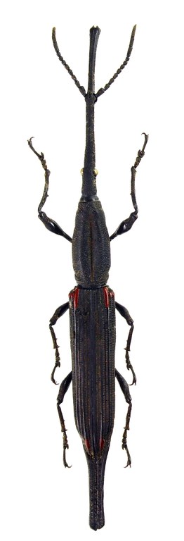 Zetophloeus pugionatus 59559cz64.jpg