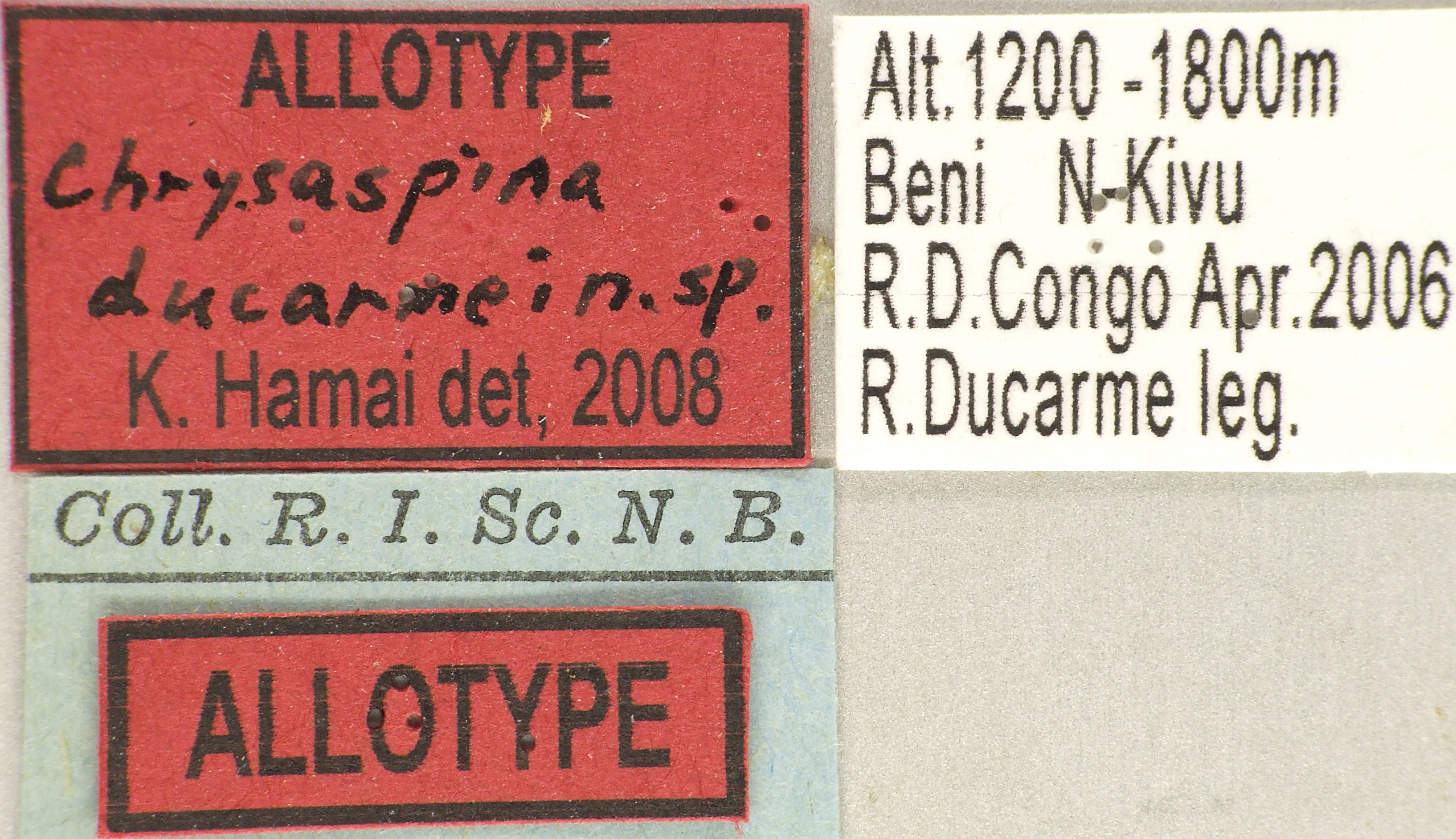 Chrysaspina ducarmei at Lb.jpg