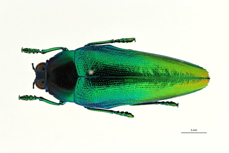 Steraspis (Chrysaspis) drumonti ht D ZS PMax Scaled.jpeg Steraspis (Chrysaspis) drumonti ht D ZS PMax Scaled.jpeg