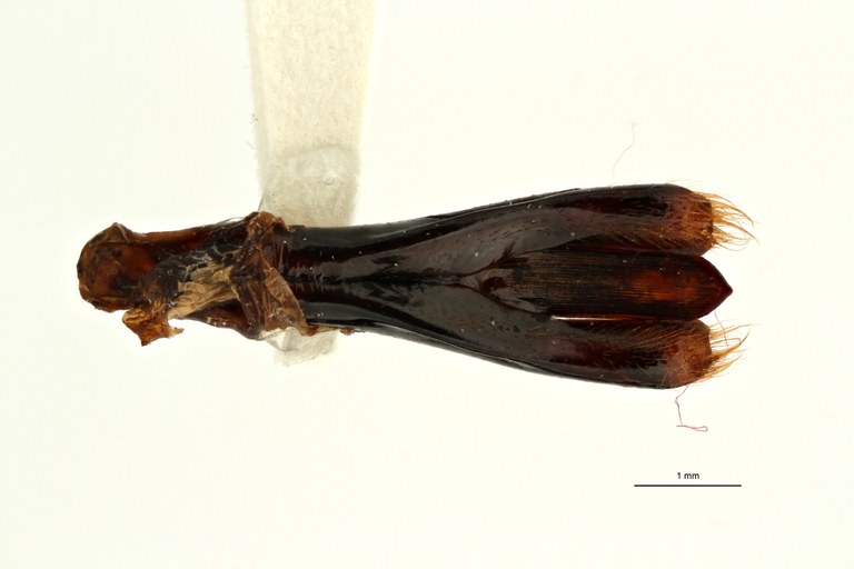 Steraspis (Chrysaspis) drumonti ht DG ZS PMax Scaled.jpeg Steraspis (Chrysaspis) drumonti ht DG ZS PMax Scaled.jpeg