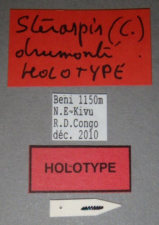 Steraspis (Chrysaspis) drumonti ht Lb.JPG Steraspis (Chrysaspis) drumonti ht Lb.JPG