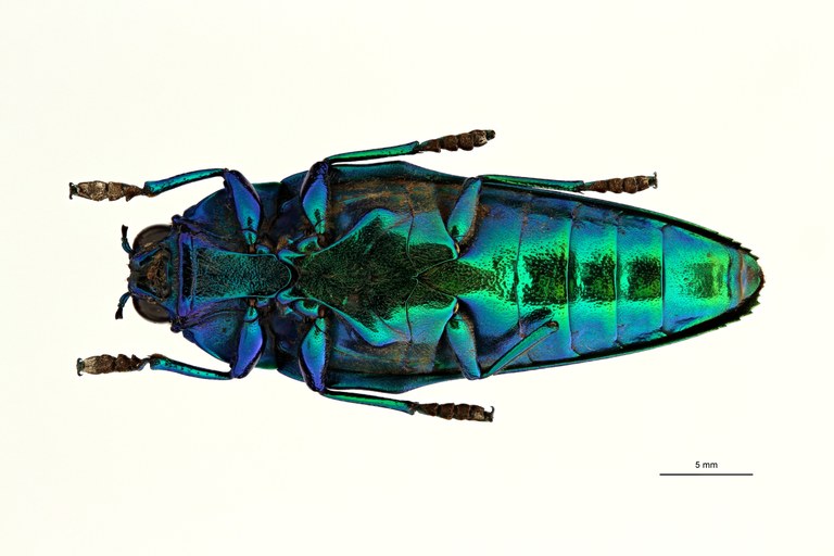 Steraspis (Chrysaspis) drumonti ht V ZS PMax Scaled.jpeg Steraspis (Chrysaspis) drumonti ht V ZS PMax Scaled.jpeg