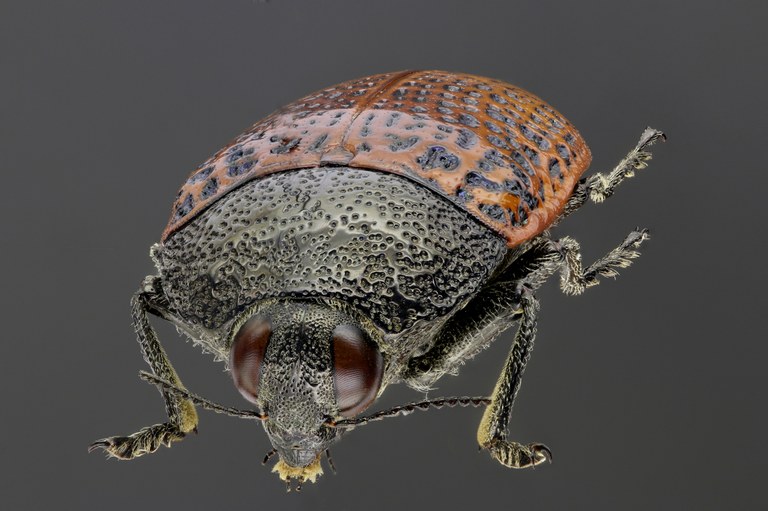 Stigmodera jacquinoti 51015zs60.jpg Stigmodera jacquinoti 51015zs60.jpg