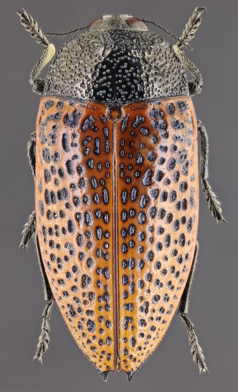 Stigmodera jacquinoti 51061zs81.jpg Stigmodera jacquinoti 51061zs81.jpg
