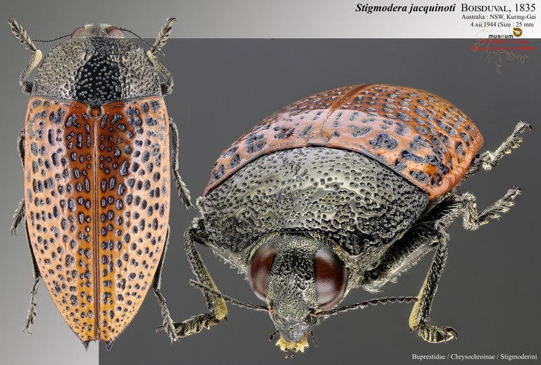 Stigmodera Jacquinoti.jpg Stigmodera Jacquinoti.jpg