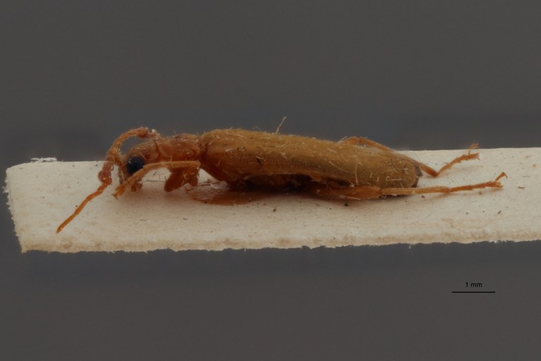 Silesinus testaceicornis t L.jpg