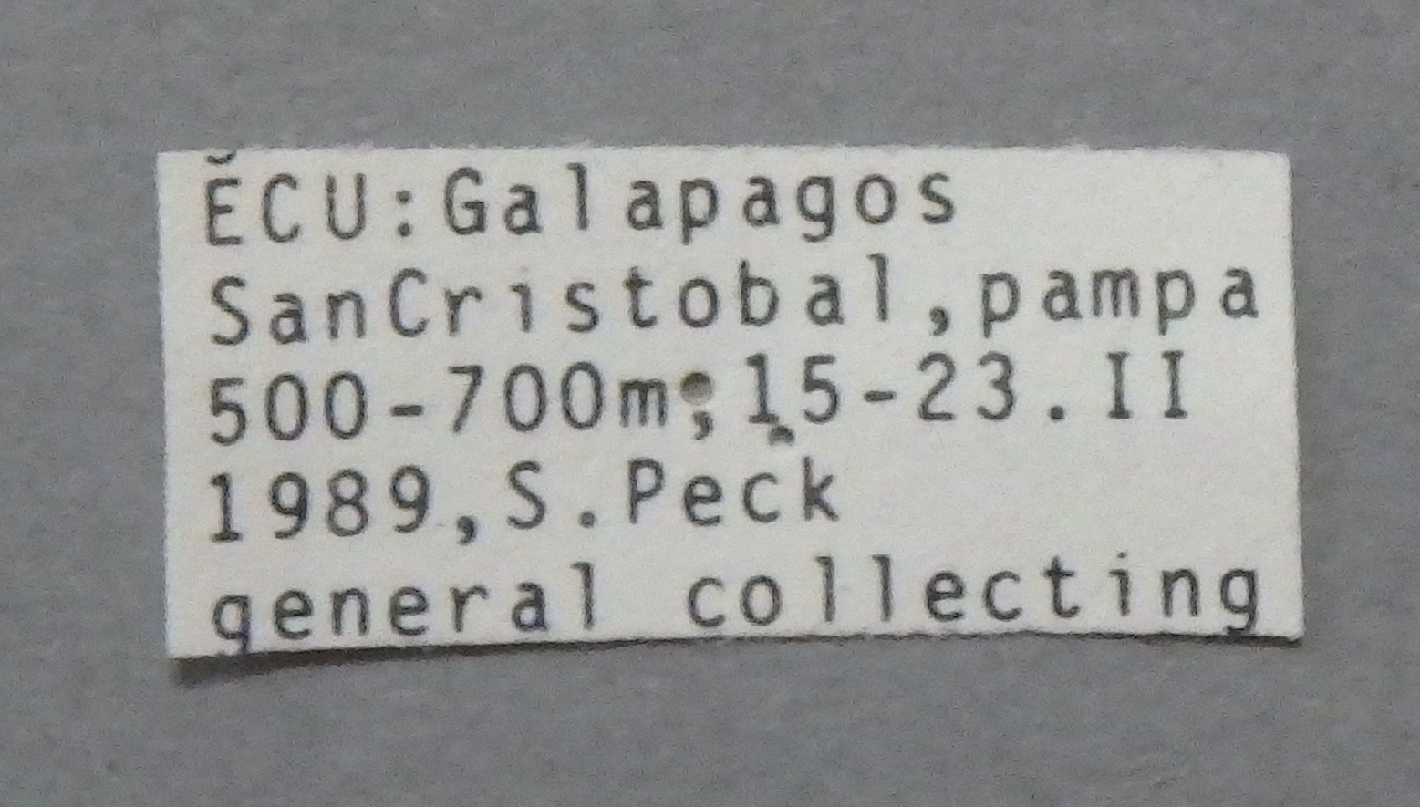Calosoma (Castrida) linelli Lb.JPG