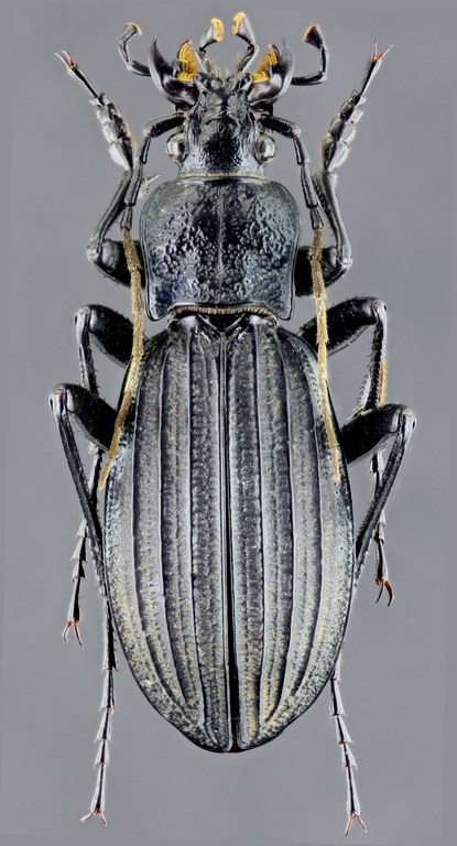 Megodontus septemcarinatus 46545zs59.jpg