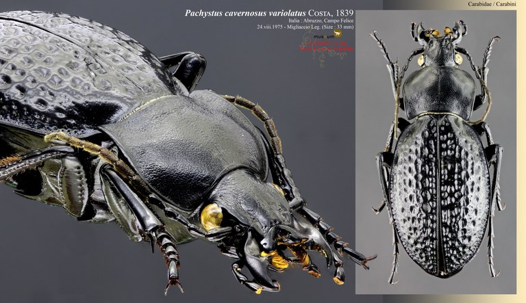 Pachystus cavernosus variolatus.jpg