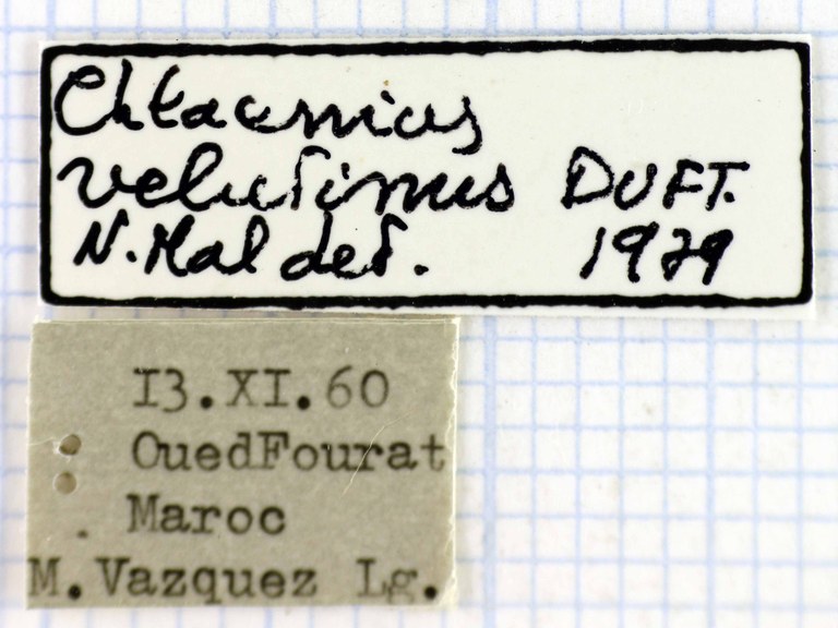 Chlaenius velutinus auricollis 41410.jpg
