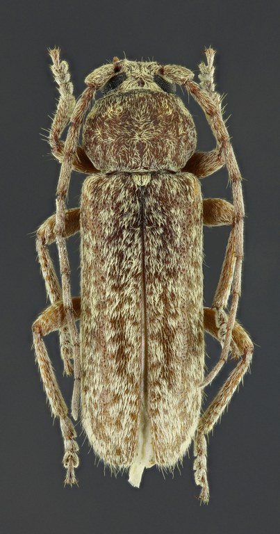 Trichoferus fasciculatus 39425zs42.jpg