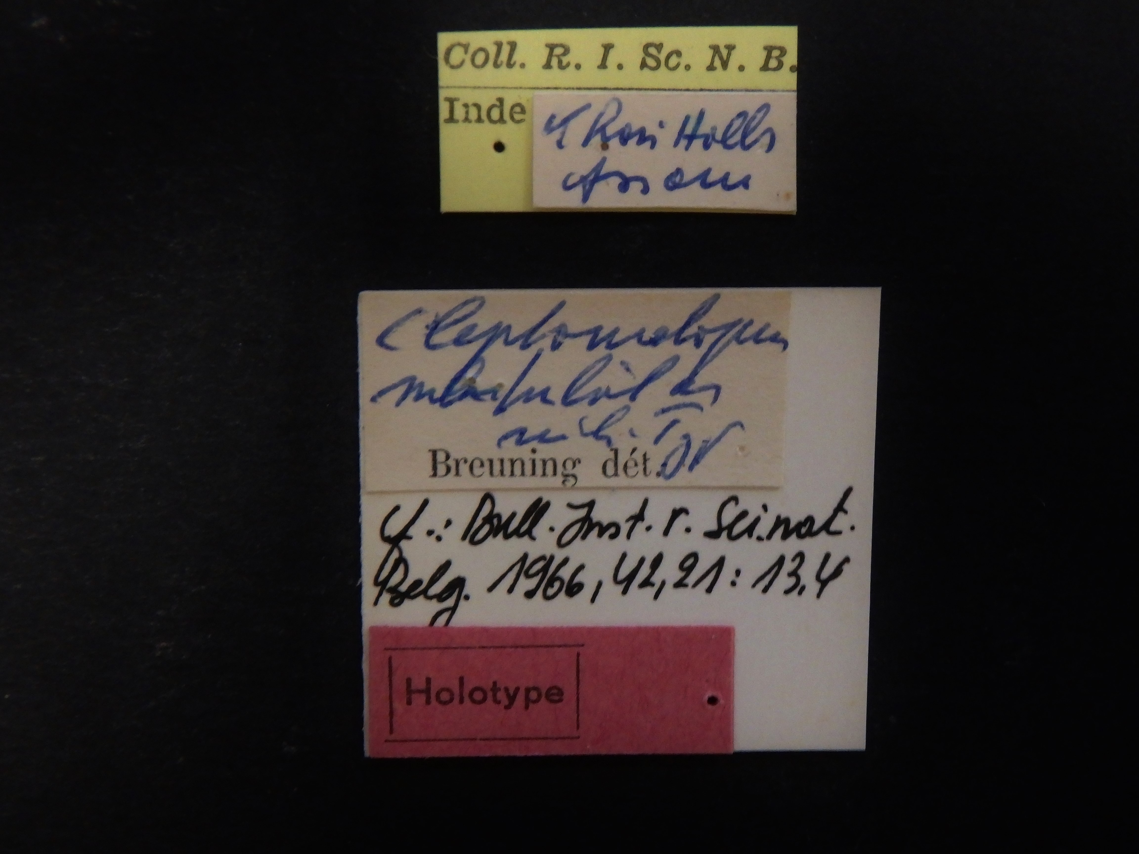 Cleptometopus subundulatus ht Labels.JPG