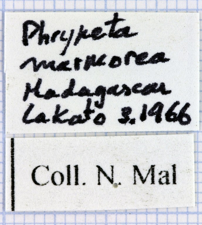 Phryneta marmorea 31926.jpg