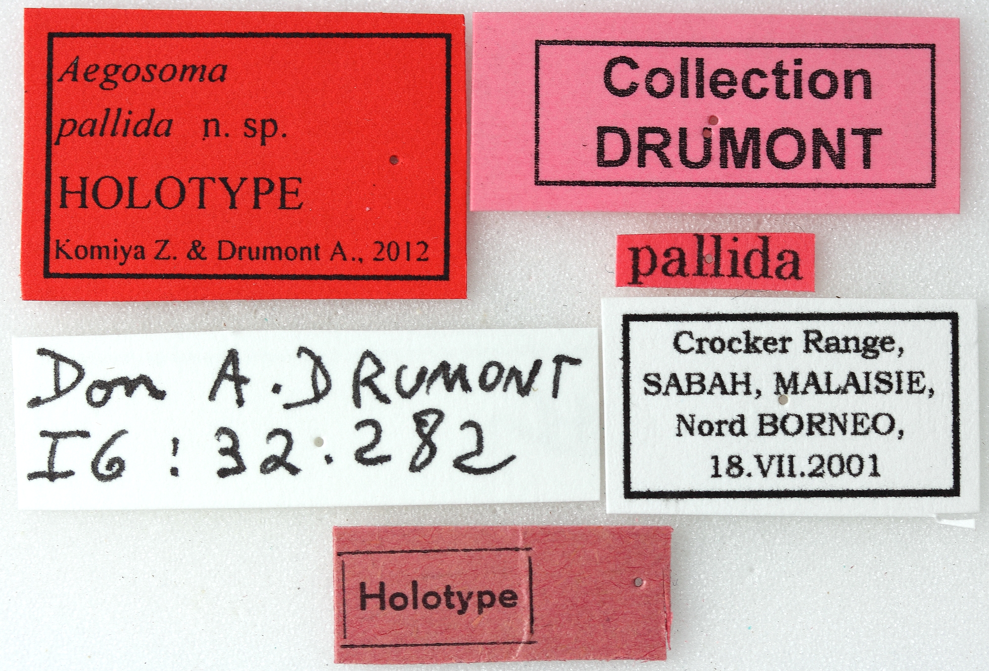 Aegosoma pallida 01 00 Holotype X 049 BRUS 201405.jpg