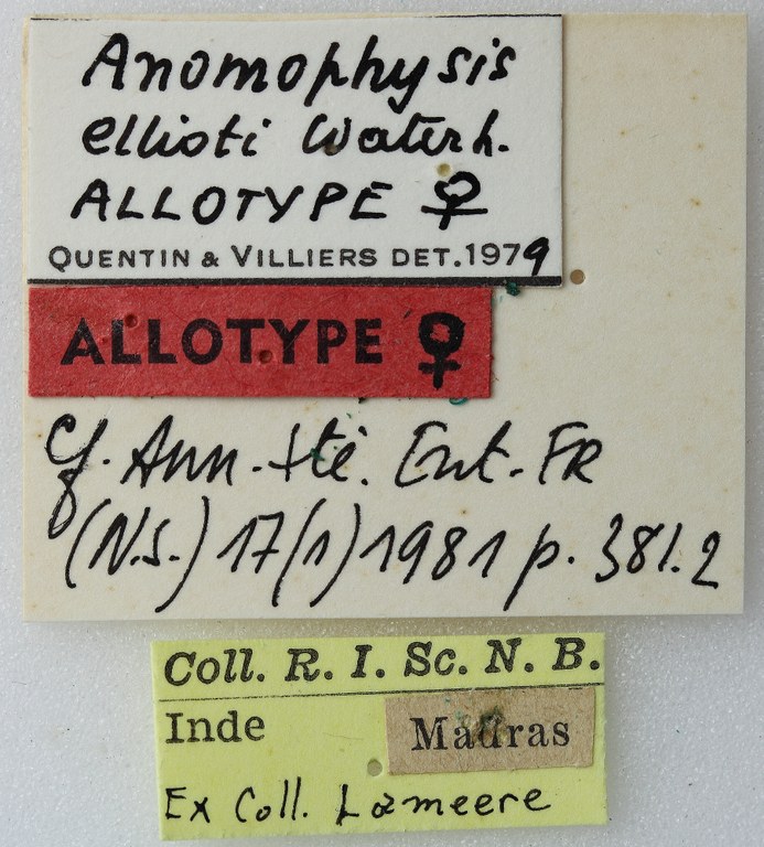 Anomophysis ellioti 02 00 Allotype F 052 BRUS 201405.jpg