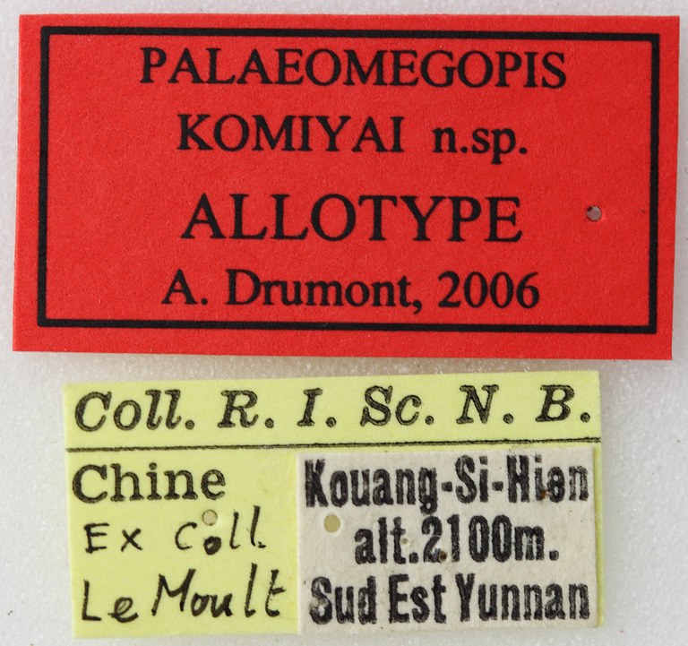 Palaeomegopis komiyai 02 00 Allotype F 041 BRUS 201405.jpg