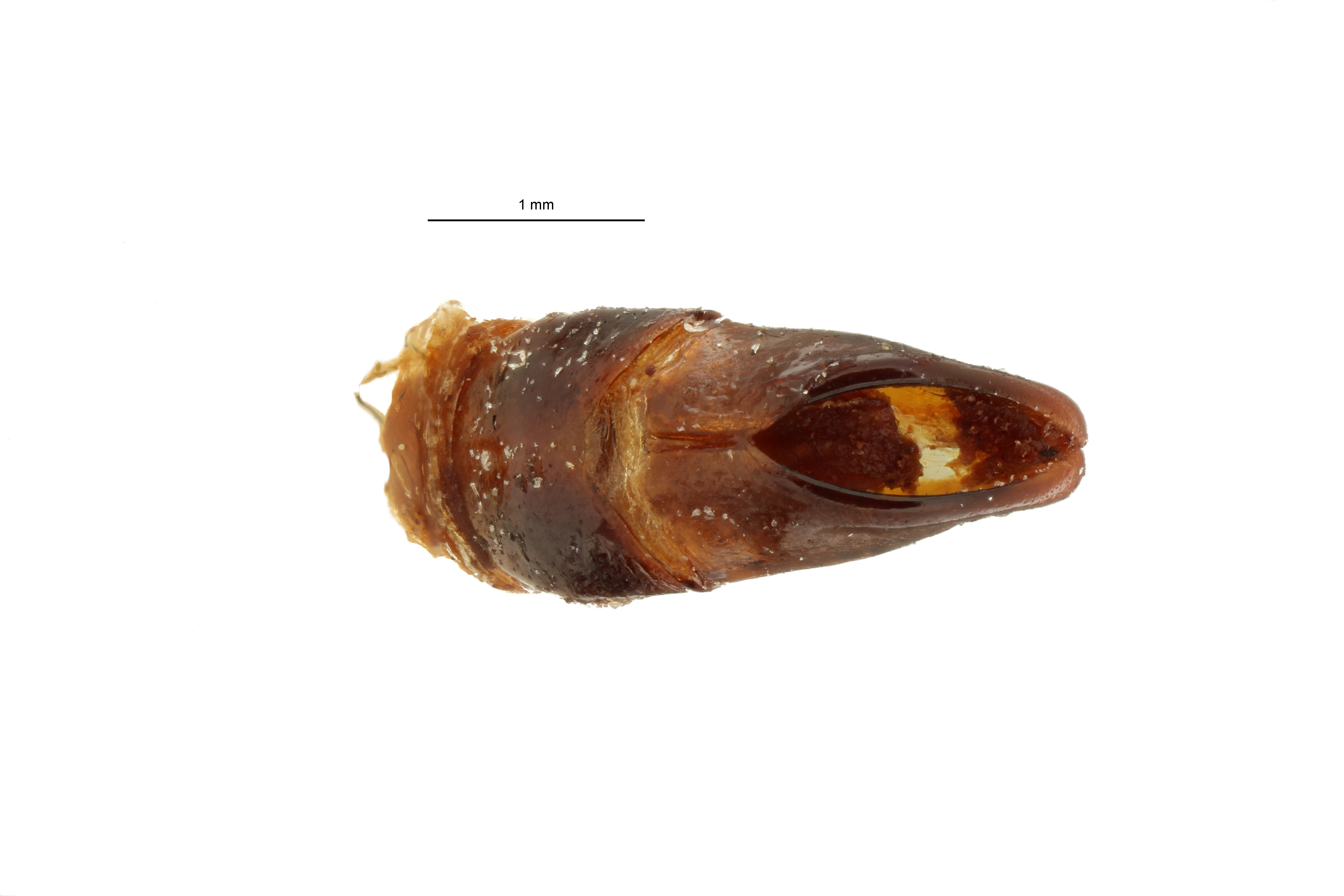 Anoplocheilus (Diplognathoides) lorinae ht M GF 3,6x ZS PMax Scaled.jpeg