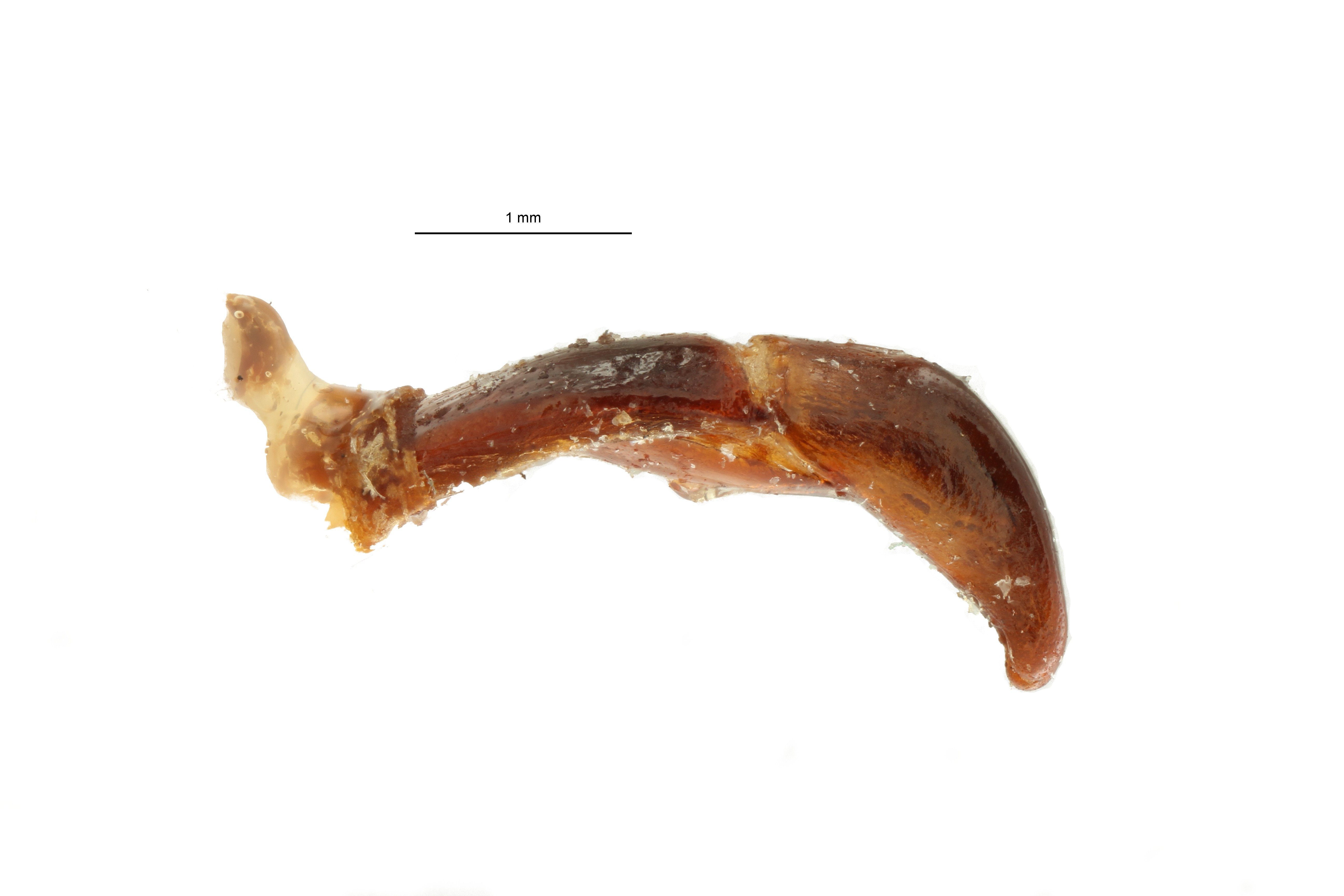 Anoplocheilus (Diplognathoides) lorinae ht M GL ZS PMax Scaled.jpeg