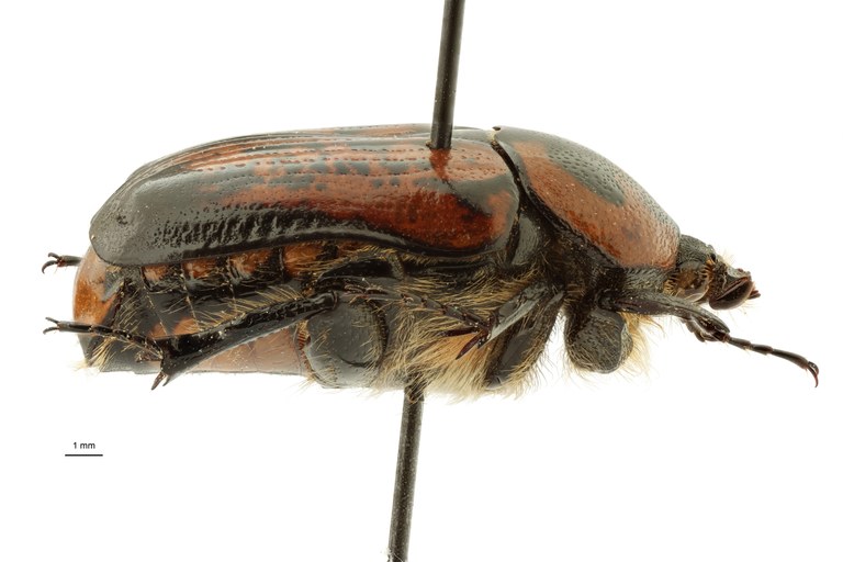Anoplocheilus (Diplognathoides) lorinae ht M L ZS PMax Scaled.jpeg