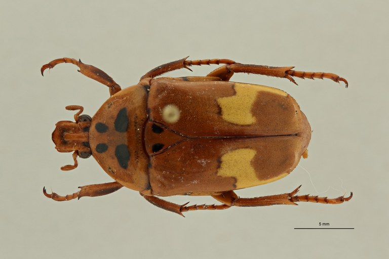 Anisorrhina (Anisorrhina) hassoni subspecies sexguttata pt D ZS PMax Scaled.jpeg