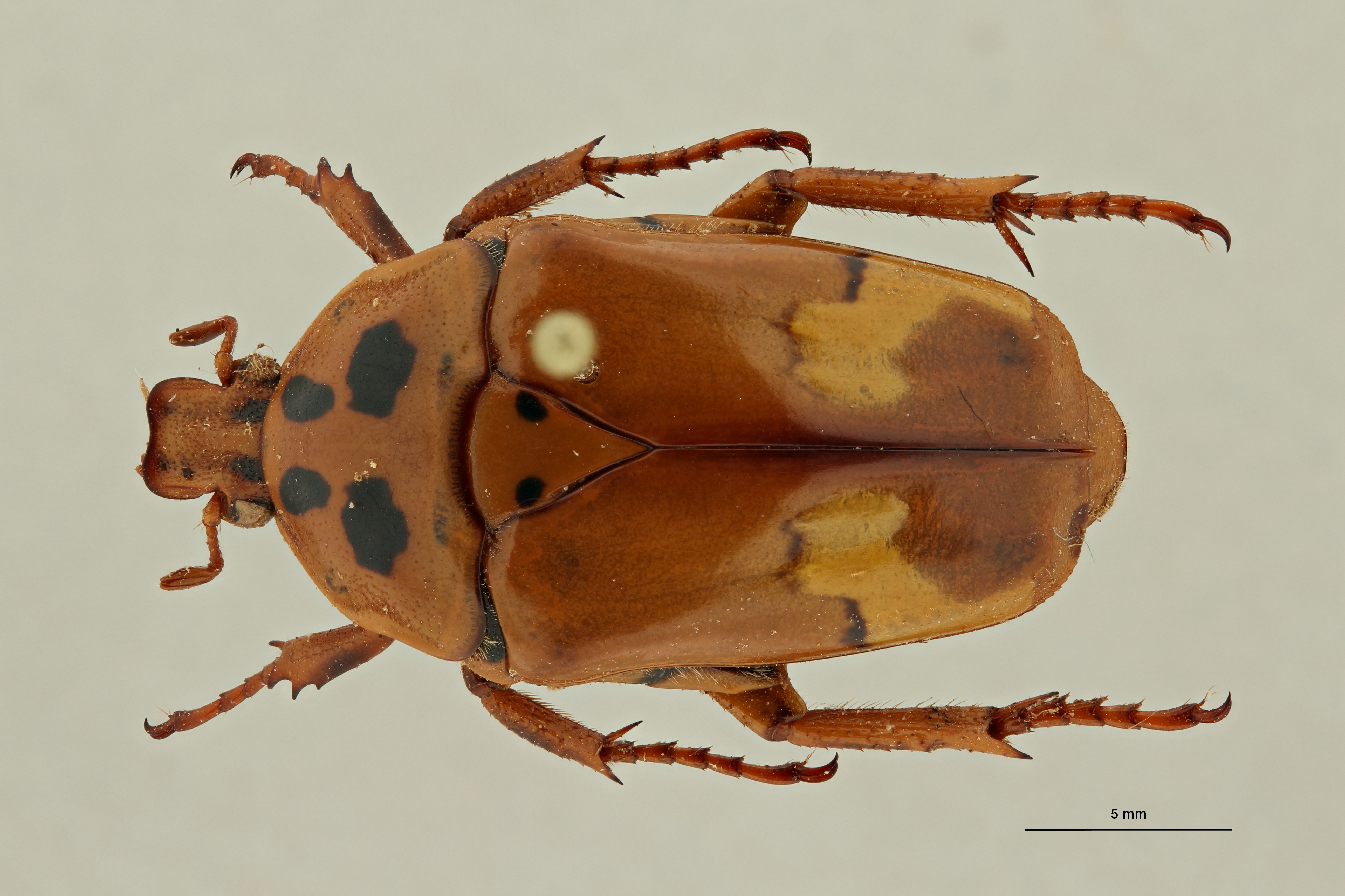 Anisorrhina (Anisorrhina) hassoni subspecies sexguttata pt D ZS PMax Scaled.jpeg