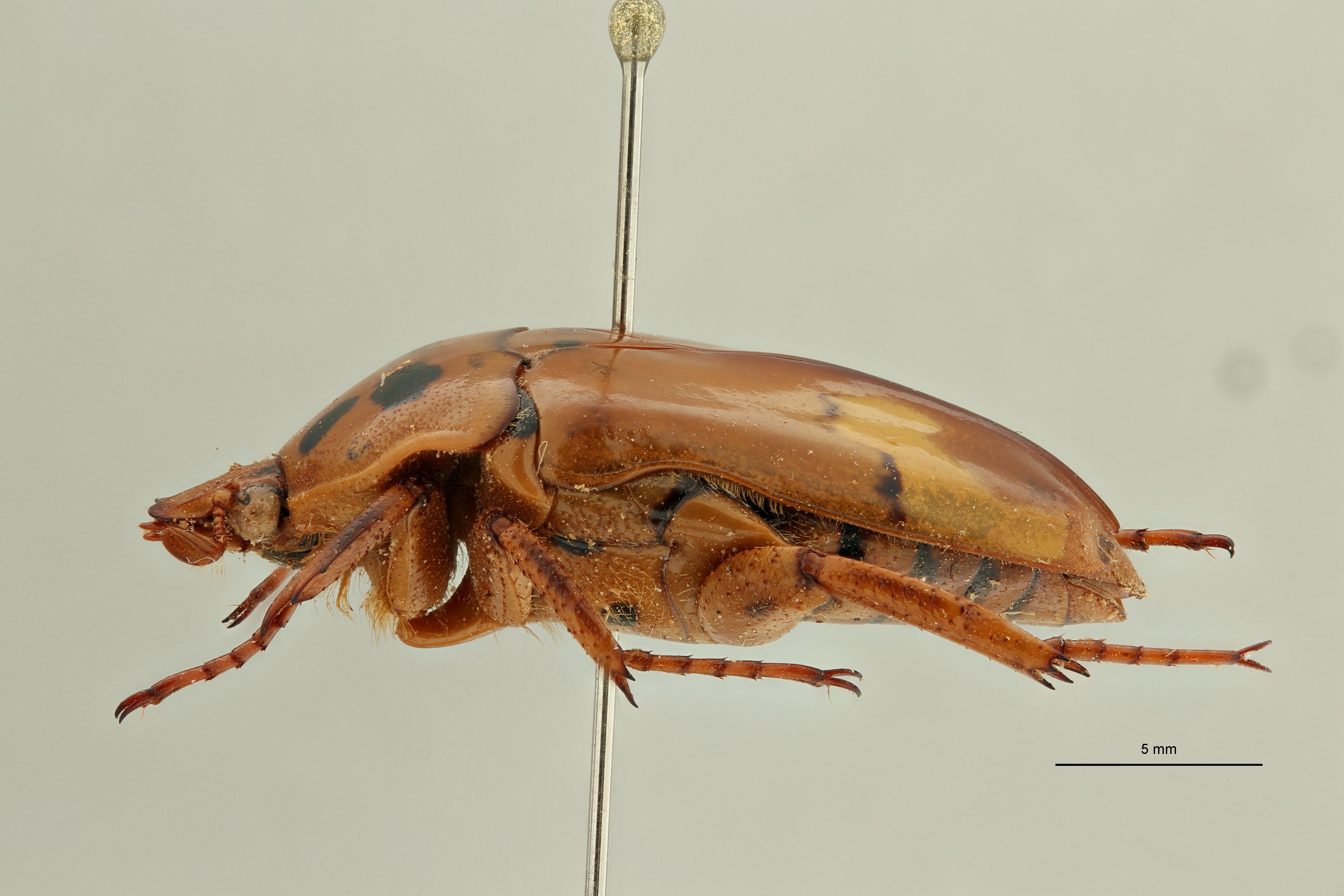 Anisorrhina (Anisorrhina) hassoni subspecies sexguttata pt L ZS PMax Scaled.jpeg
