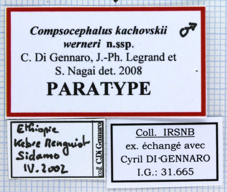 Compsocephalus kachowskii werneri 25619.jpg