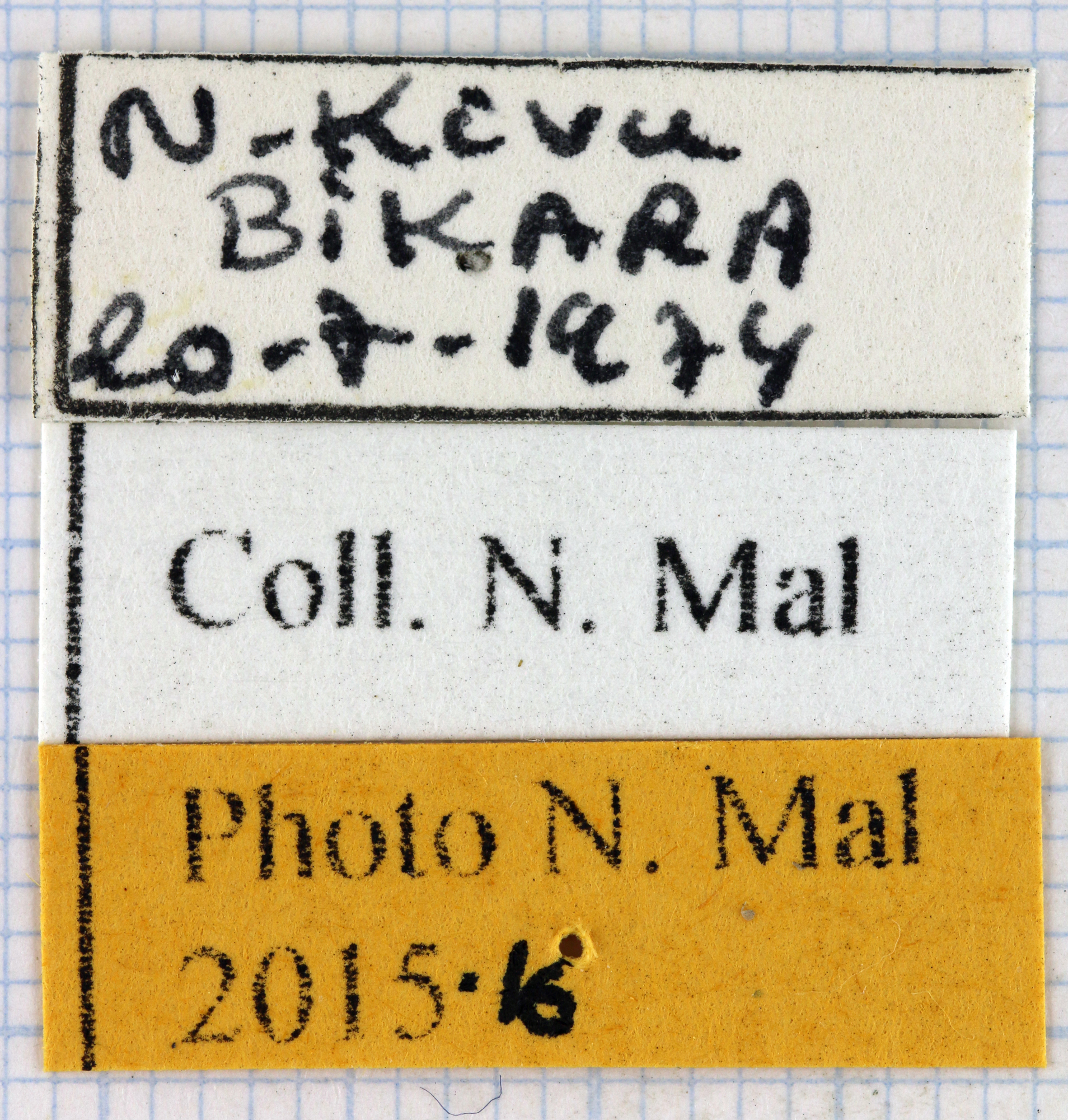 Eudicella cupreosuturalis label.jpg
