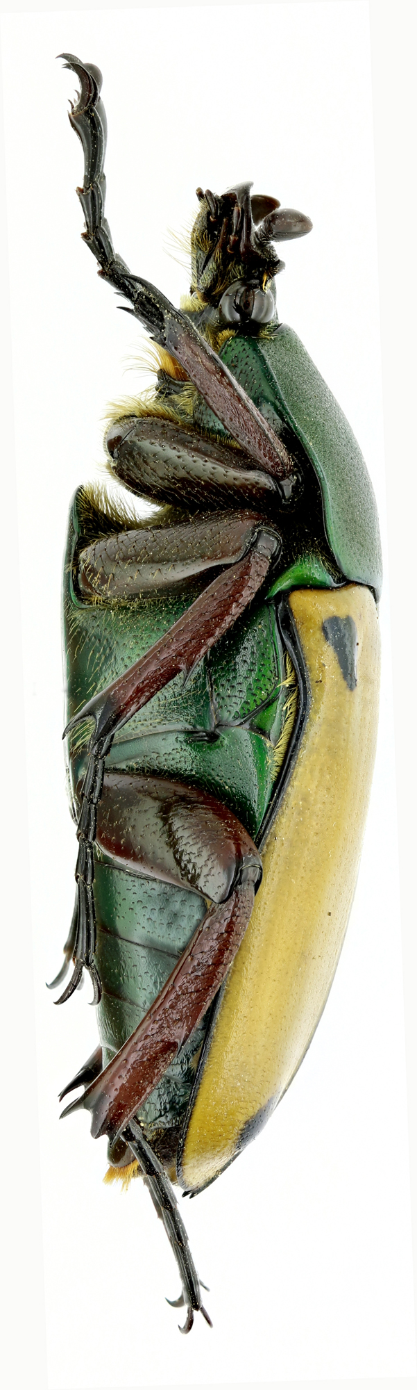 Eudicella euthalia oweni 18373zs83.jpg
