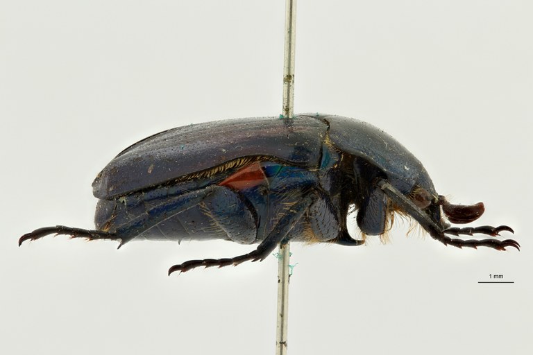 Heterorhina obesa subspecies meridionalis pt L ZS PMax Scaled.jpeg