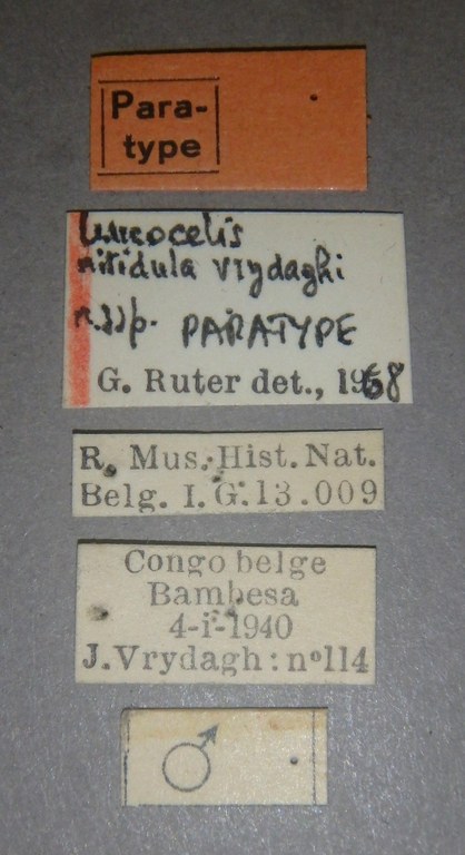 Leucocelis nitidula vrydaghi pt Lb.jpg