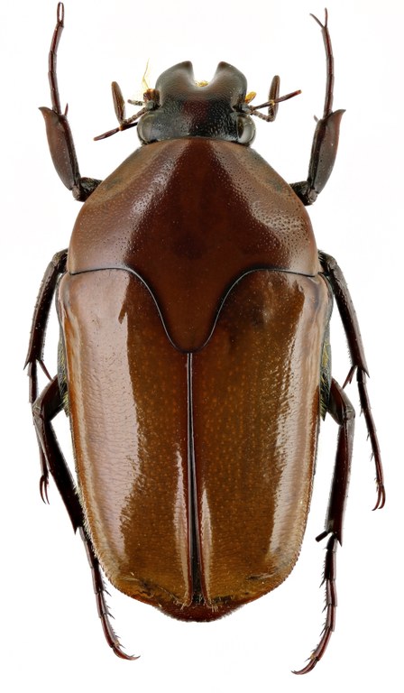 Lomaptera (Melanoptera) bicolorata 13168zs82.jpg