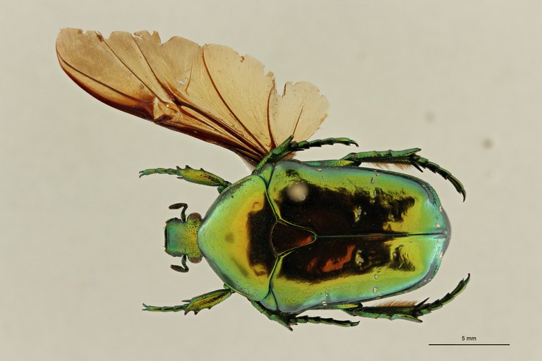 Chrysopotosia minshanensis pt D ZS PMax Scaled.jpeg