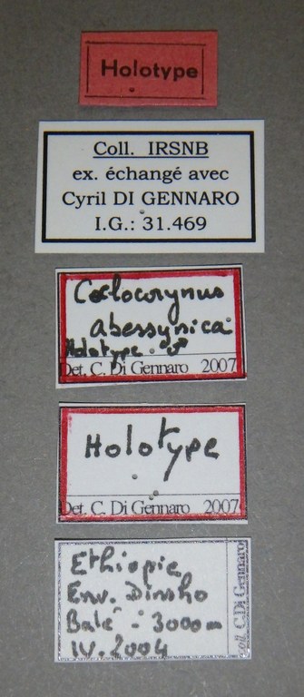 Coelocorynus abessynica ht Lb.jpg