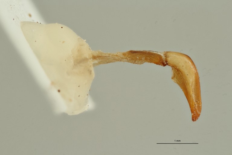 Coelocorynus baleensis ht LG ZS PMax Scaled.jpeg